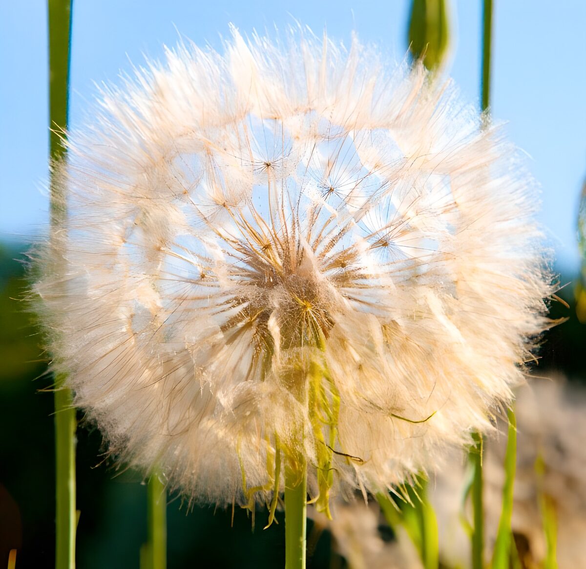 Delicate Dandelion Puff