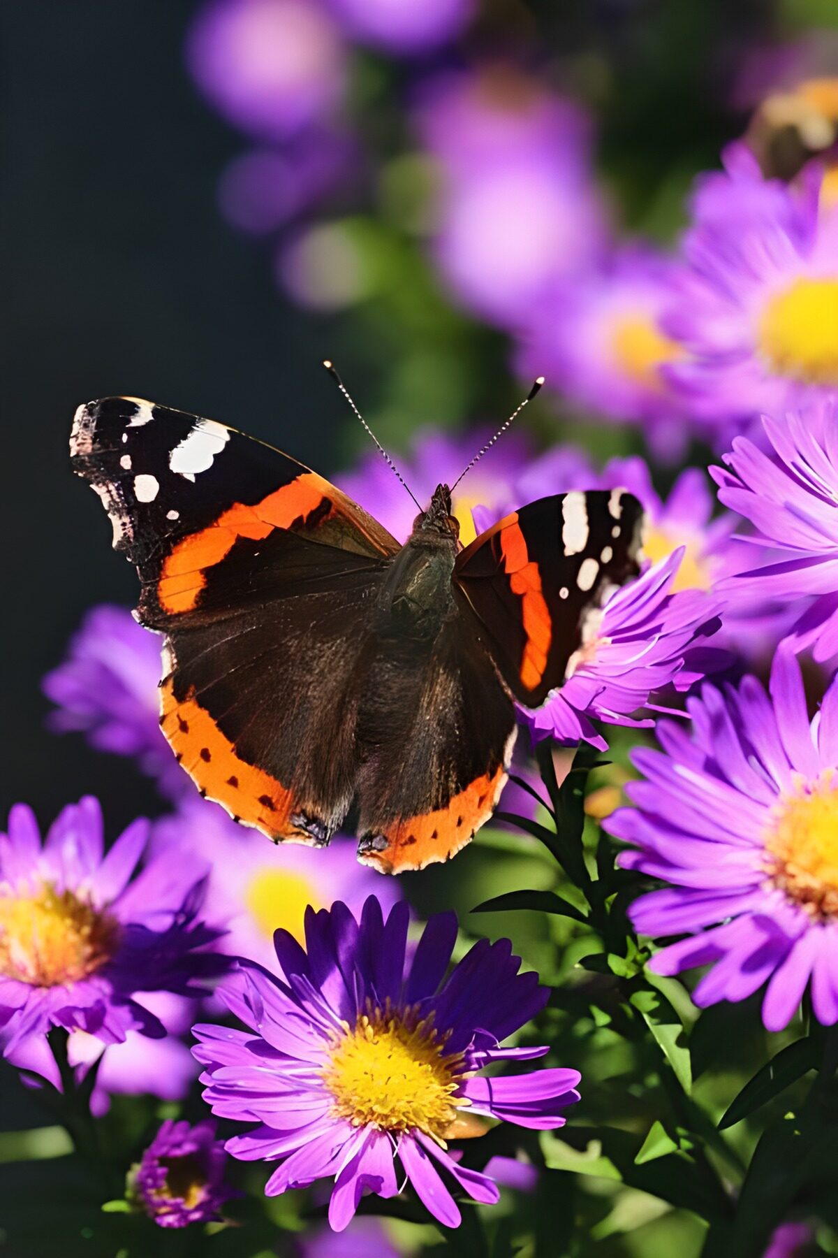 OCCOM9529505: Vibrant Butterfly on Purple Blooms