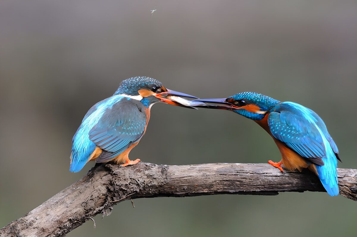 "Dueling Kingfishers"