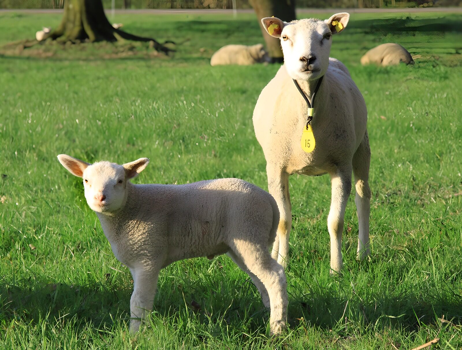 OCCOM4610239: Mother and Lamb in Green Pasture