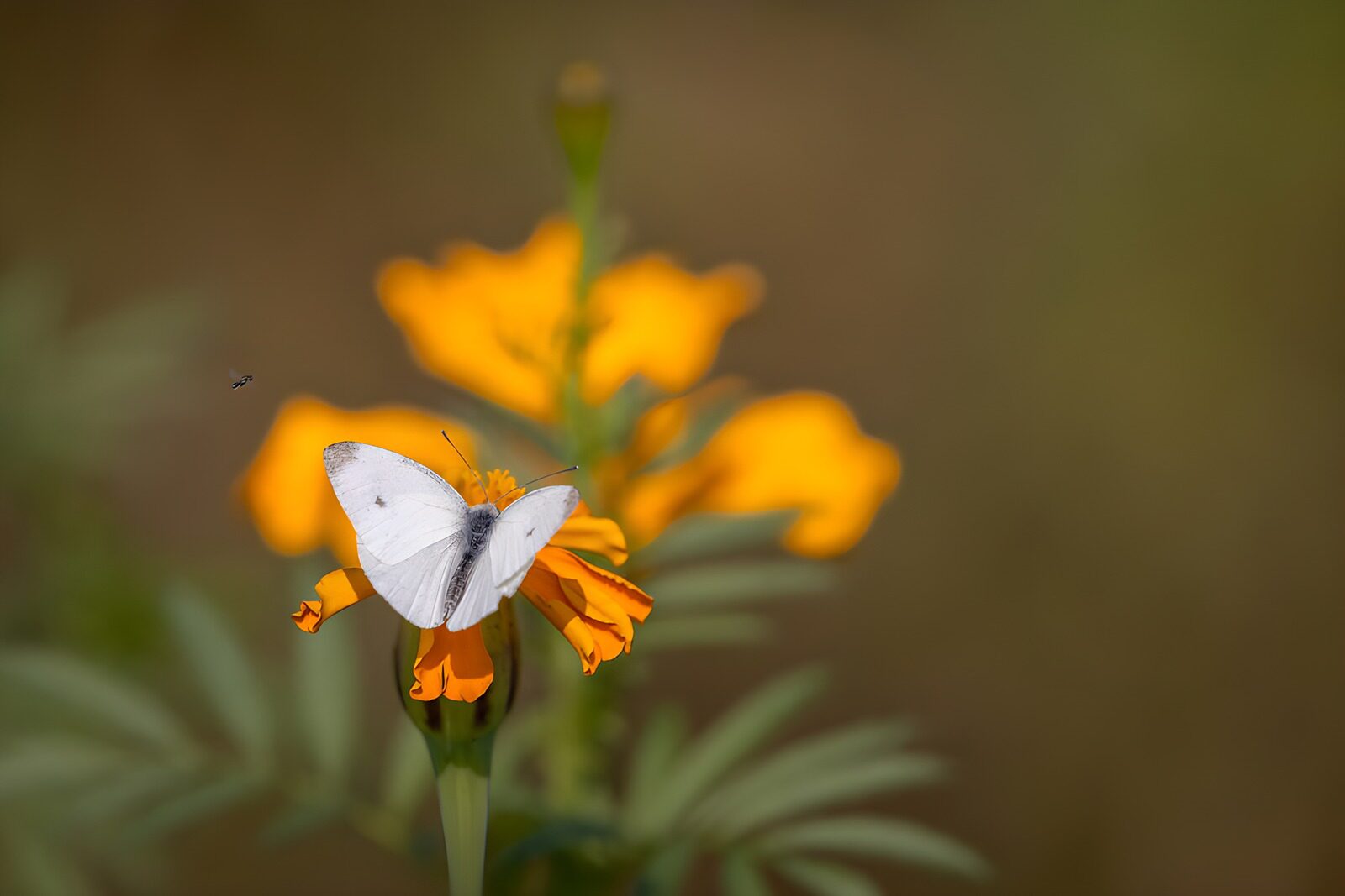 OCCOM7687714: Elegant Butterfly on Vibrant Marigold