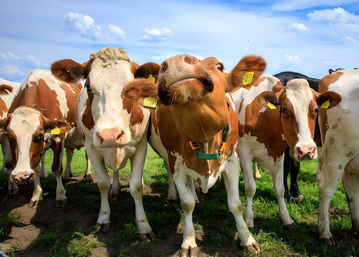 Curious Cows in the Meadow