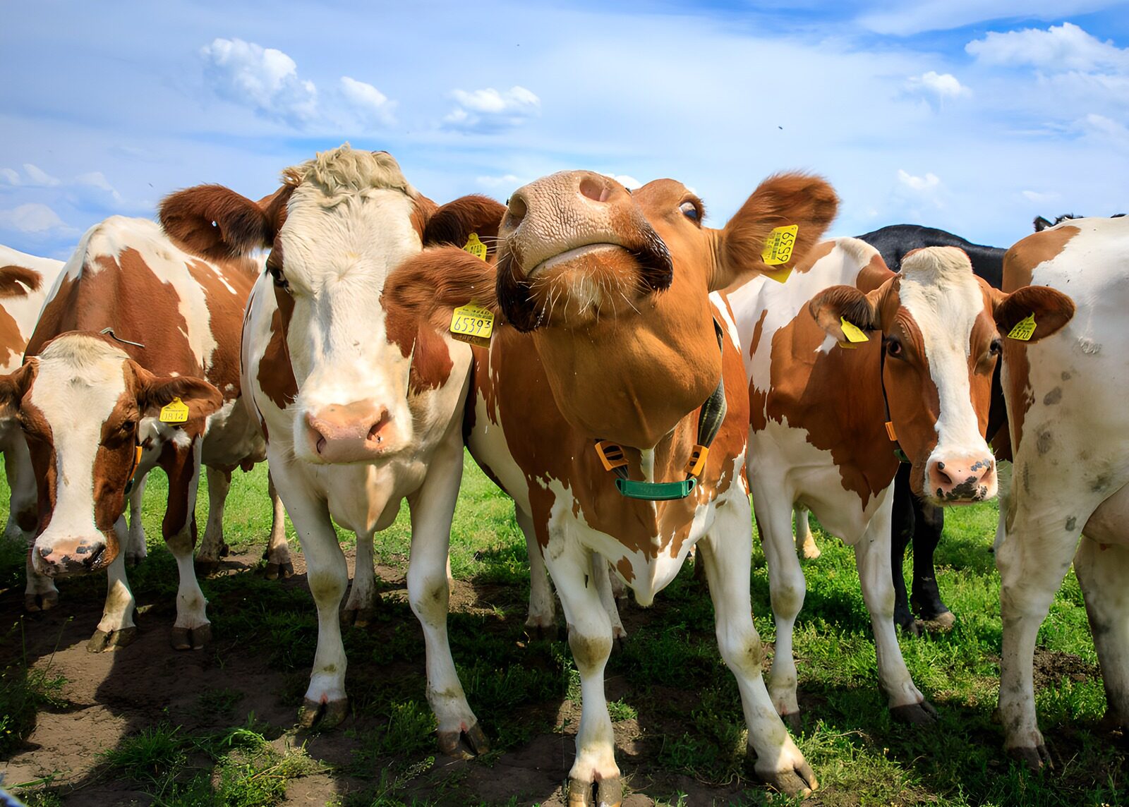 OCCOM8390122: Curious Cows in the Meadow