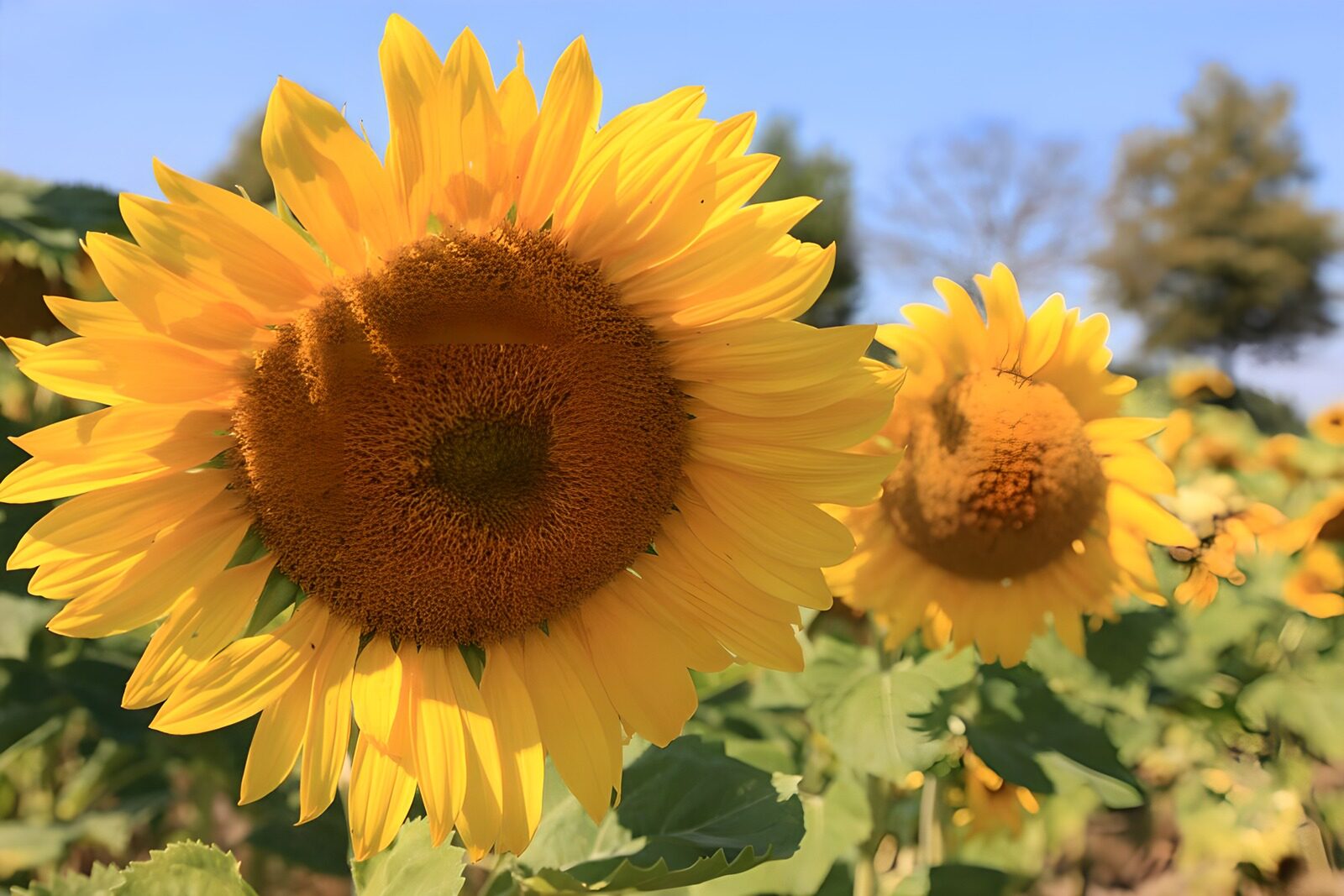 OCCOM5740159: Bright Blossoms of Sunflowers