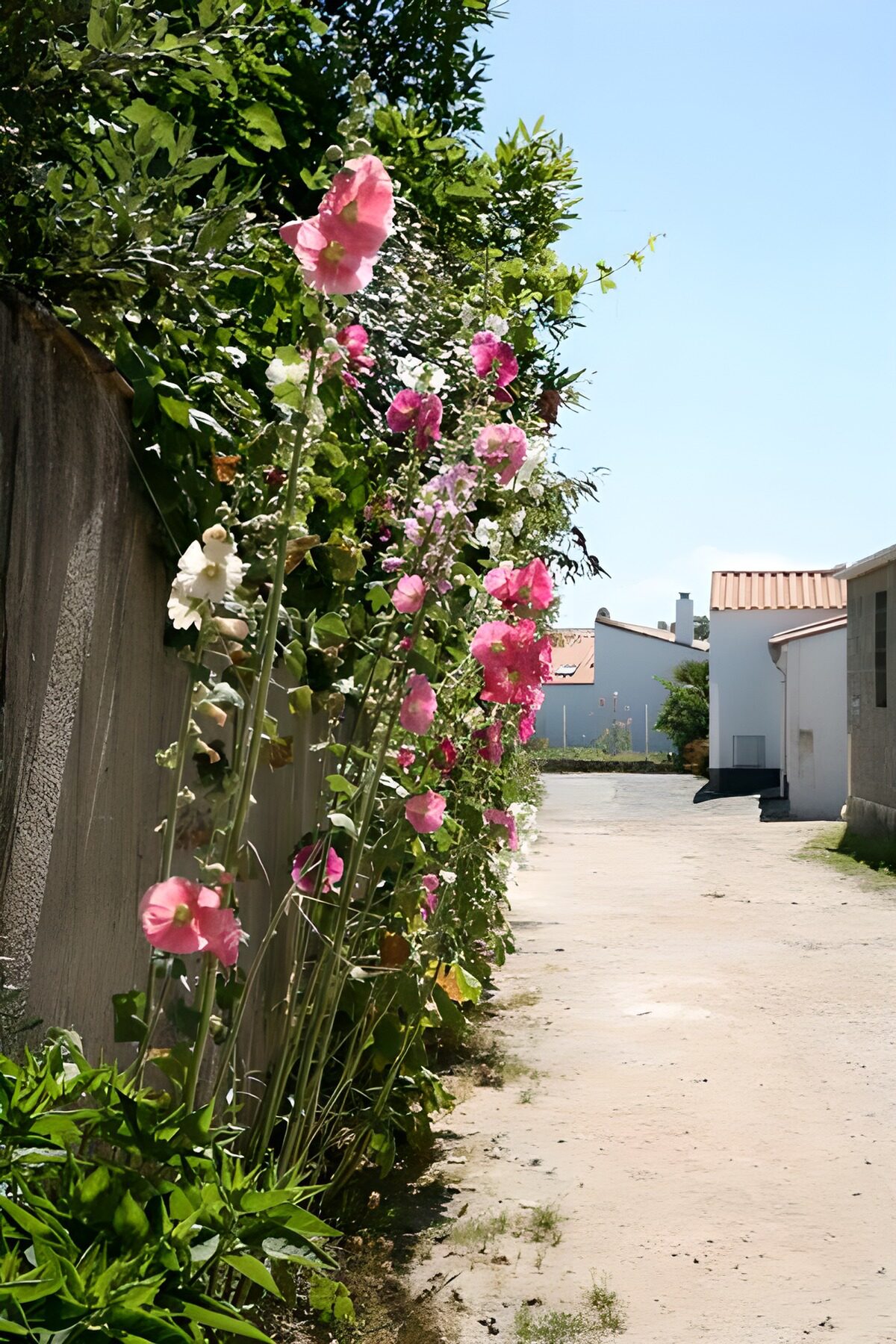 OCCOM1314785: Flower-Lined Pathway in Sunshine