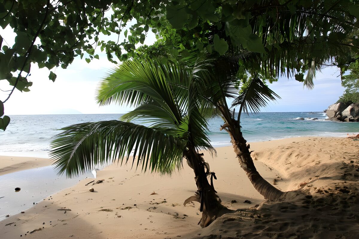 OCCOM5852493: Tropical Beach Serenity