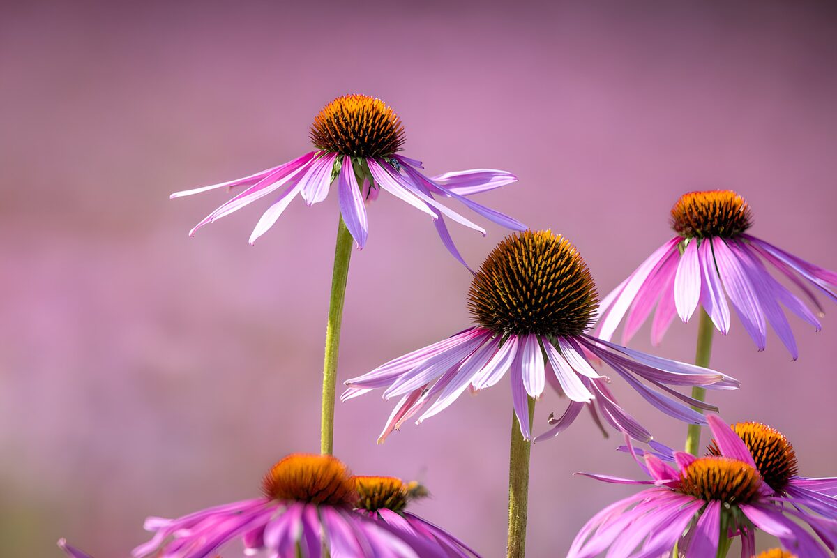 Vibrant Purple Coneflowers in Bloom