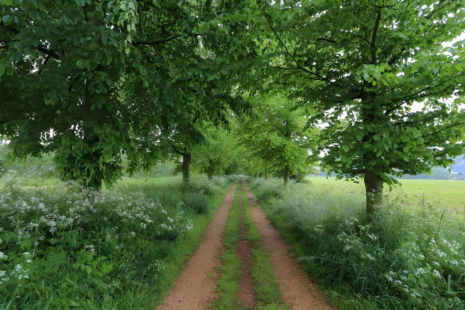 OCCOM1661280: Serene Green Pathway in Nature