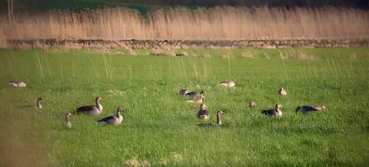 OCCOM9352749: Geese Grazing in a Lush Field