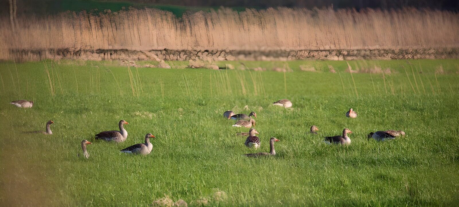 OCCOM9352749: Geese Grazing in a Lush Field