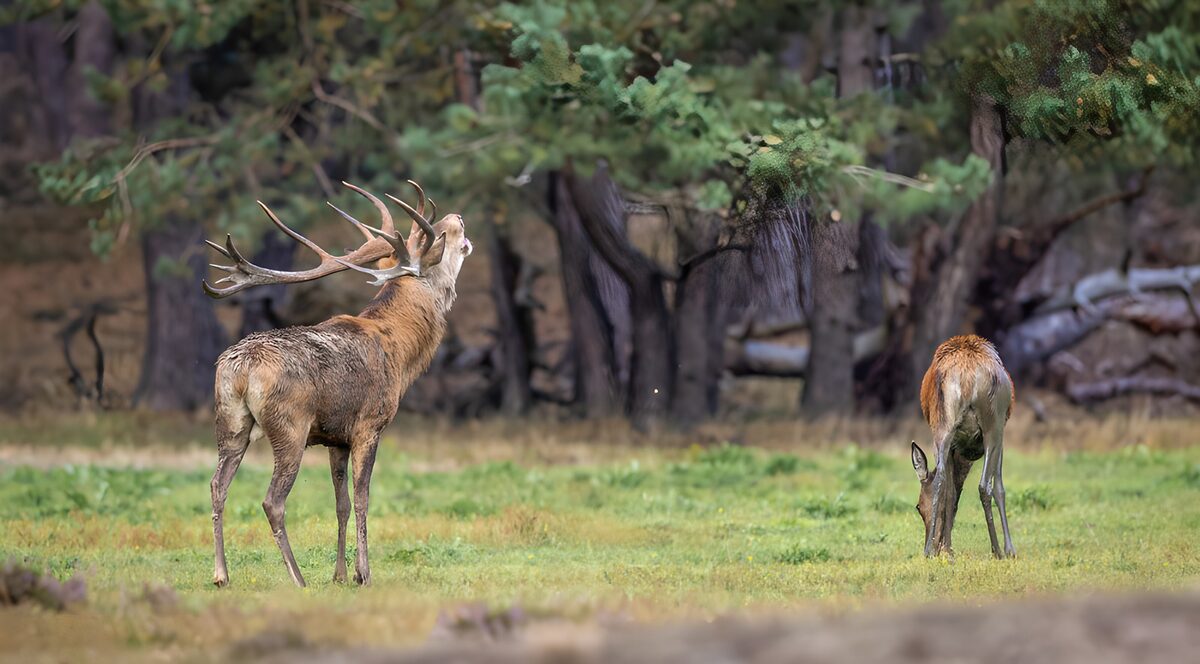 OCCOM7417319: Majestic Stag and Doe in Nature
