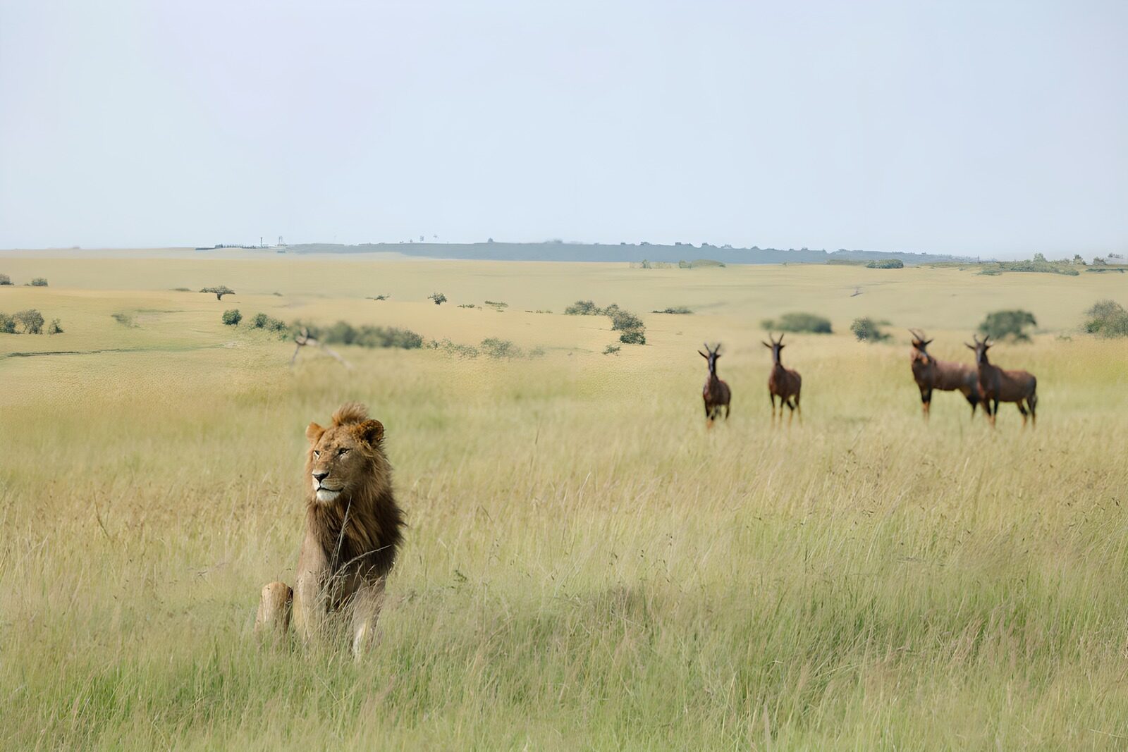 OCCOM1265941: Majestic Lion in the Serengeti Landscape