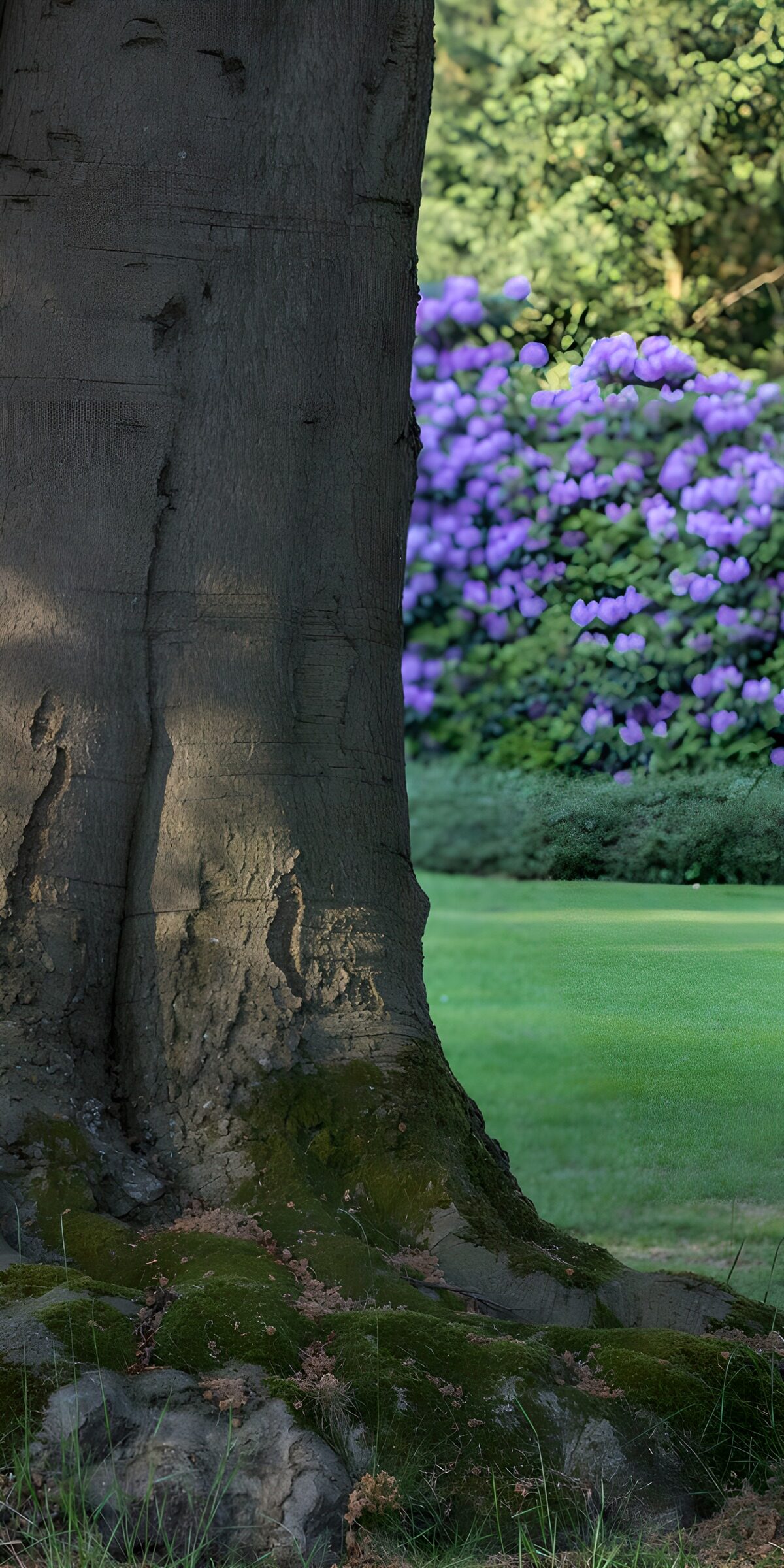 OCCOM6735259: Tranquil Garden Scene