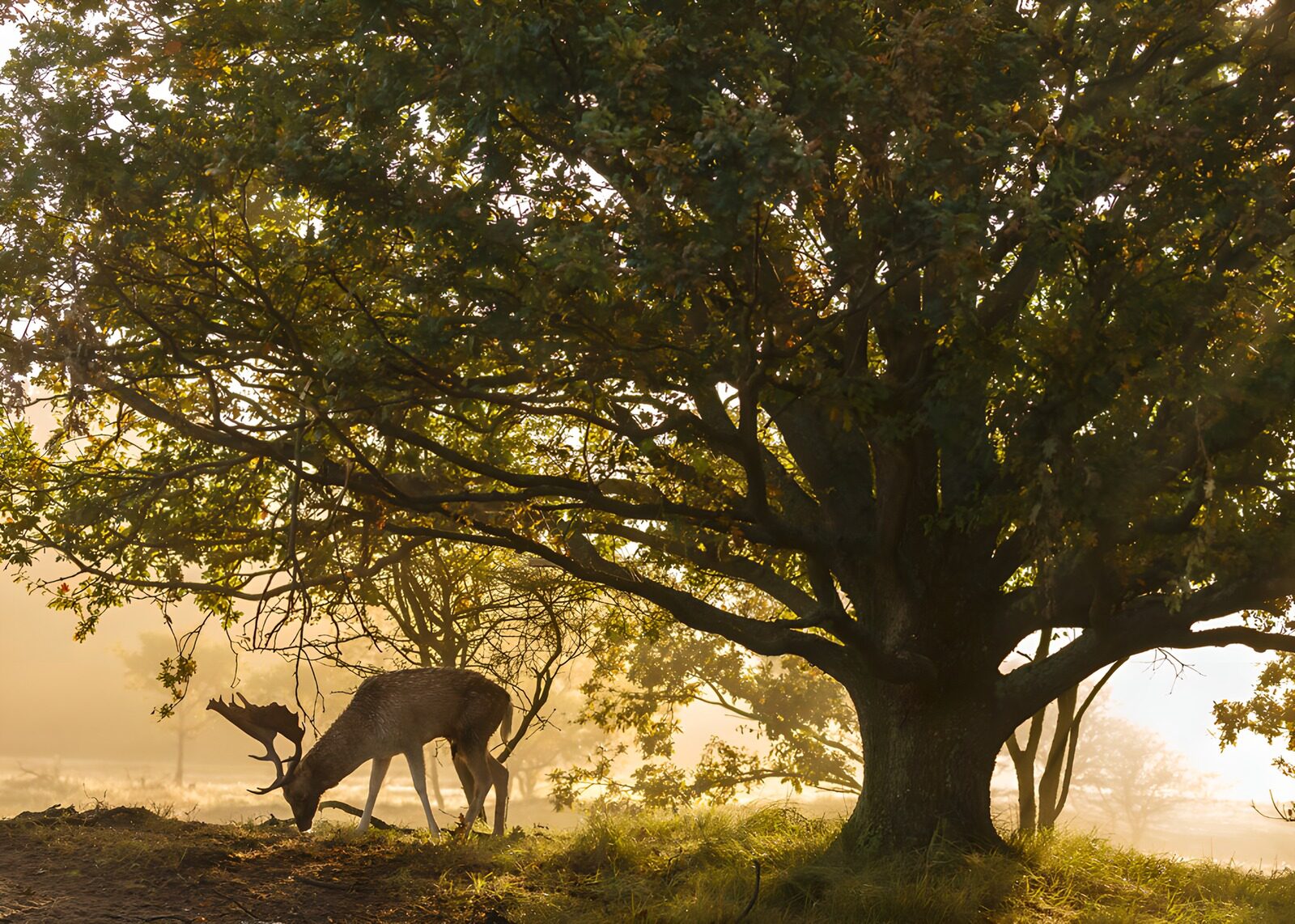 OCCOM8146541: Deer Beneath a Majestic Oak
