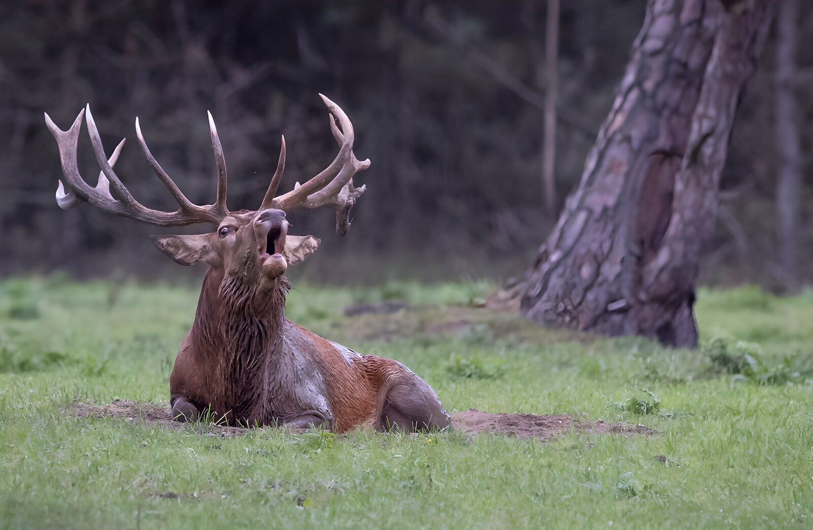 OCCOM3838866: Majestic Stag Roaring in the Wild