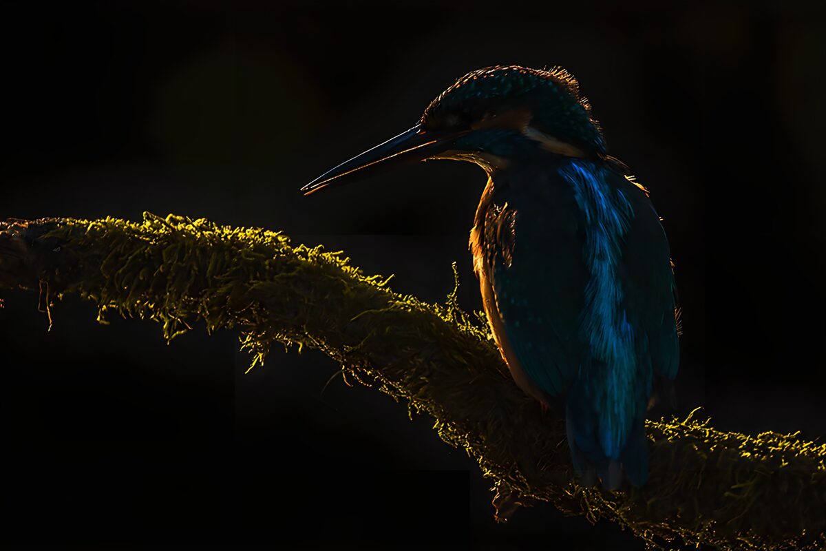 Silhouette of a Kingfisher
