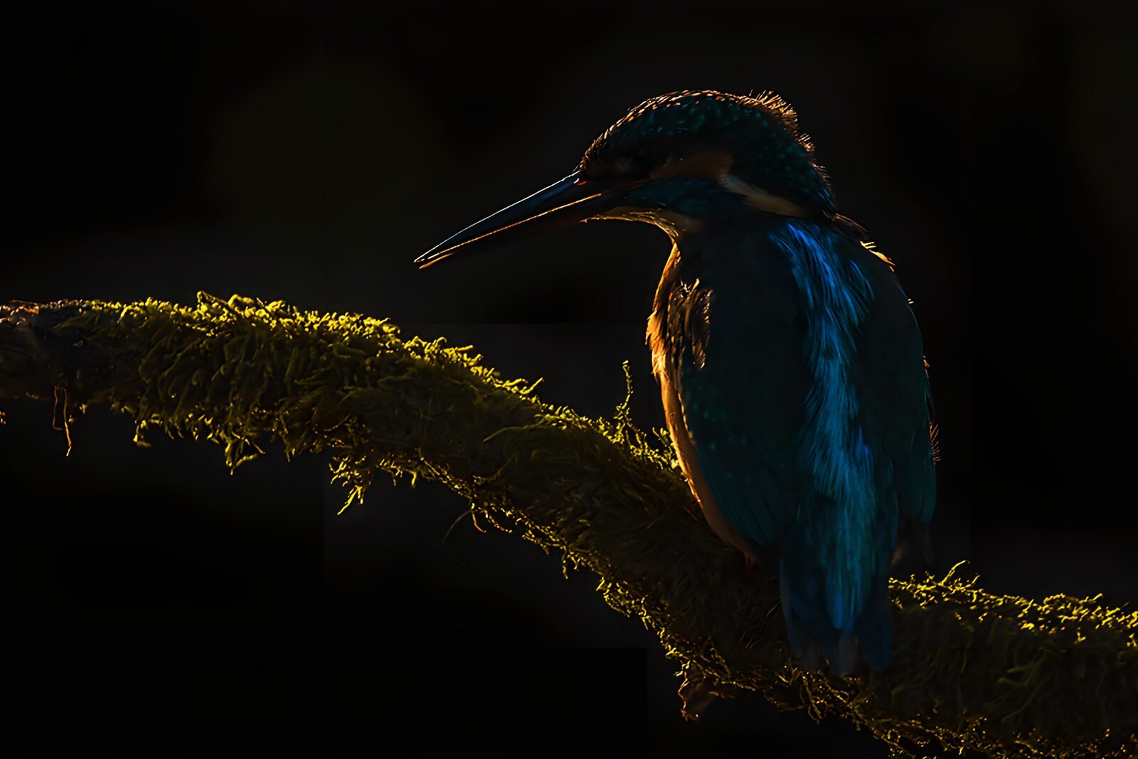 OCCOM6607972: Silhouette of a Kingfisher