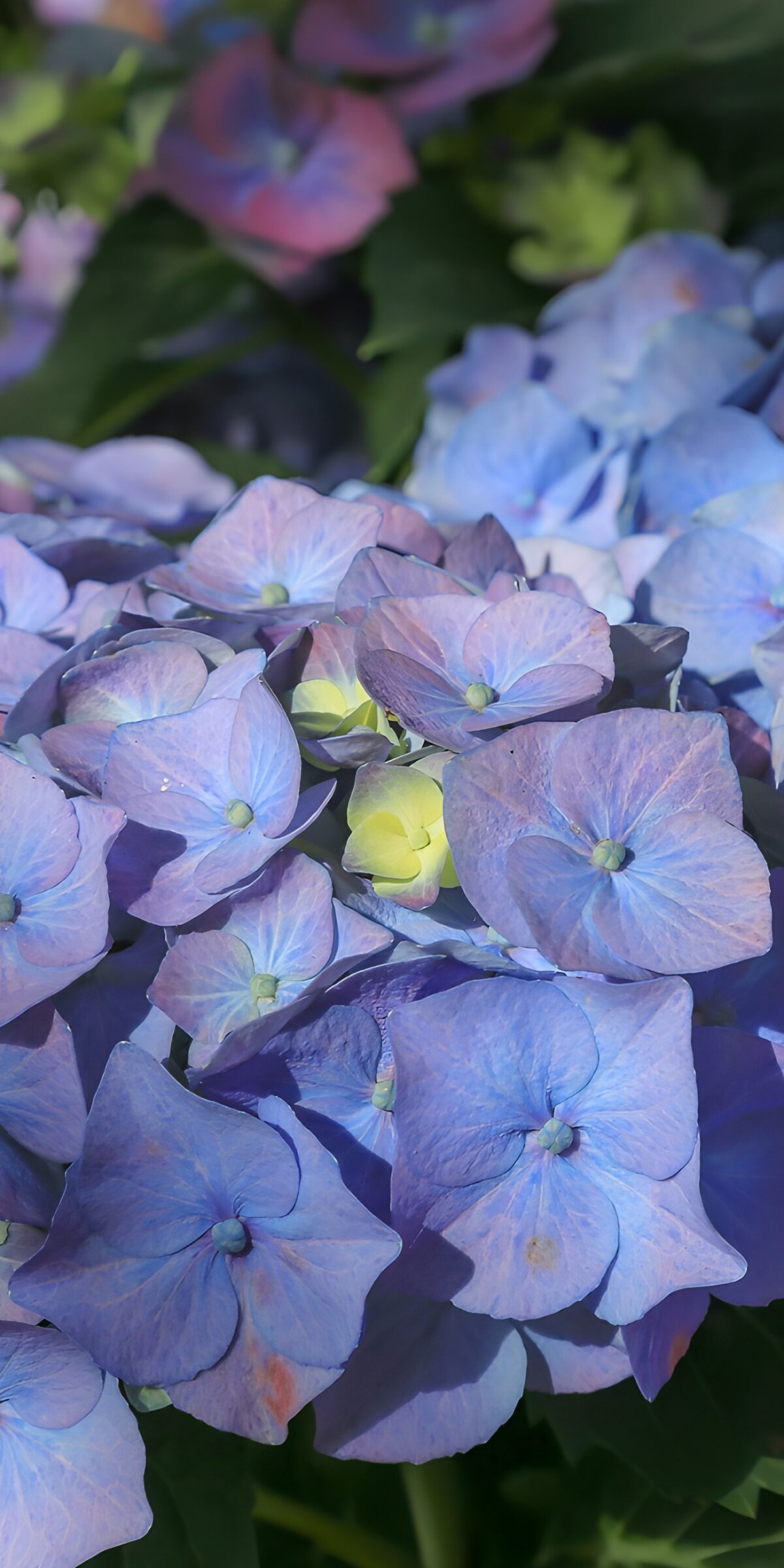 OCCOM3462379: Beautiful Blue Hydrangeas in Bloom