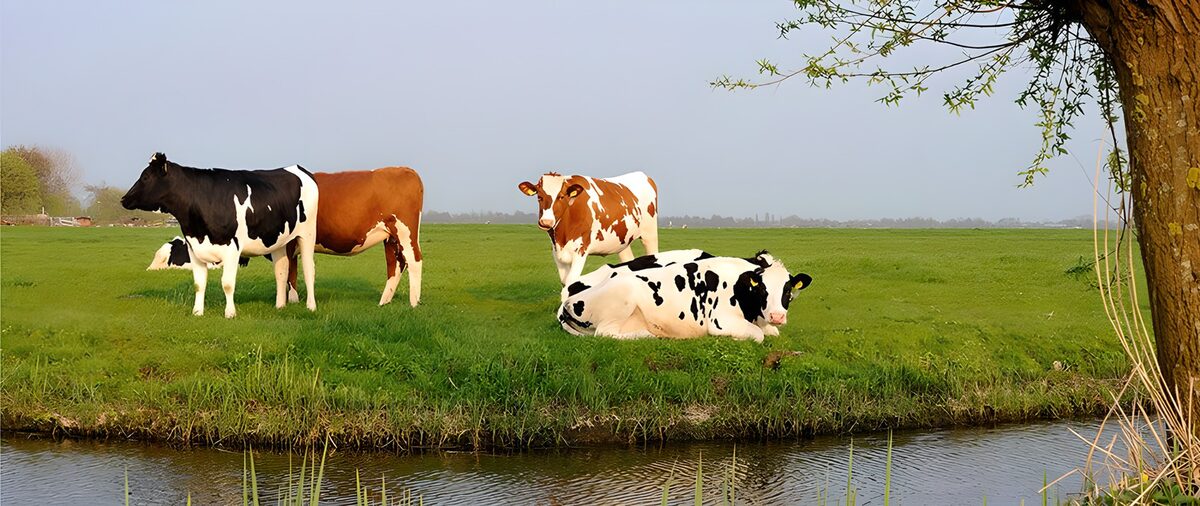 Peaceful Cows by the Water