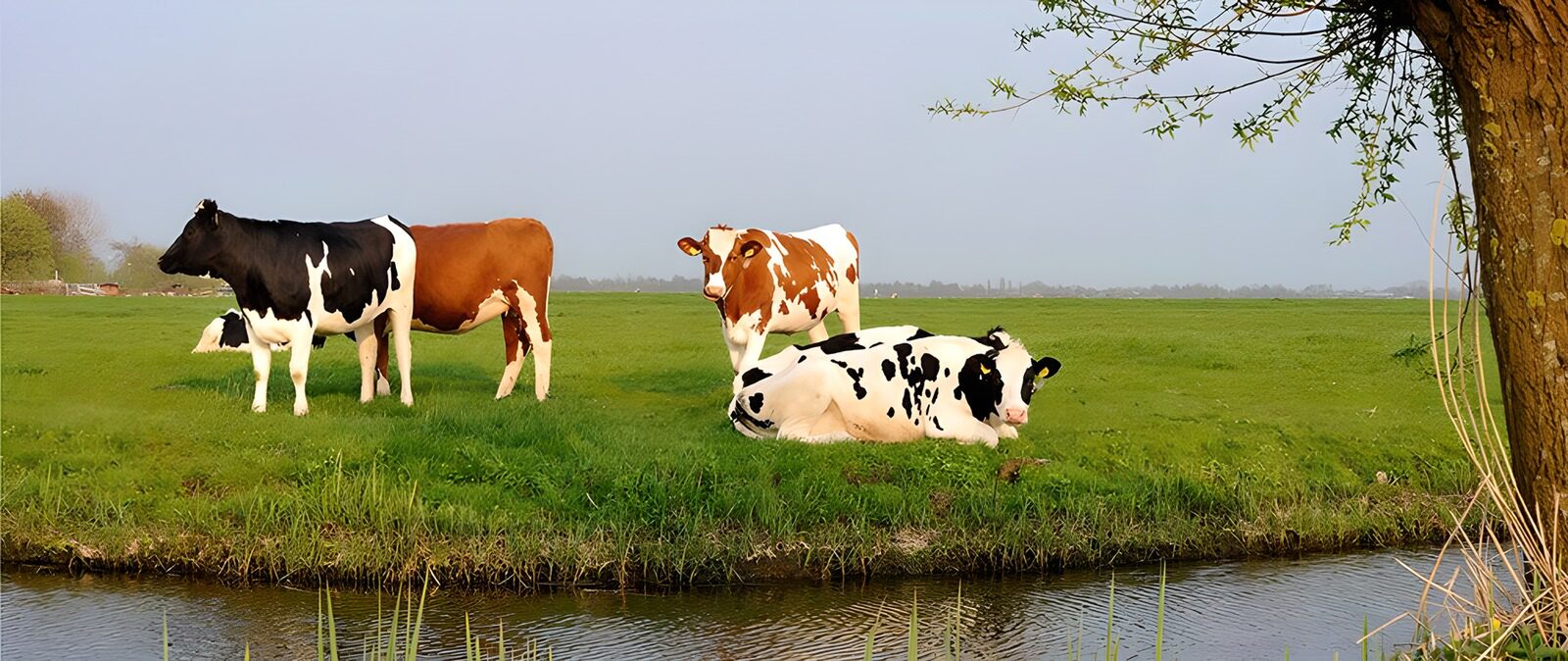 OCCOM5567592: Peaceful Cows by the Water