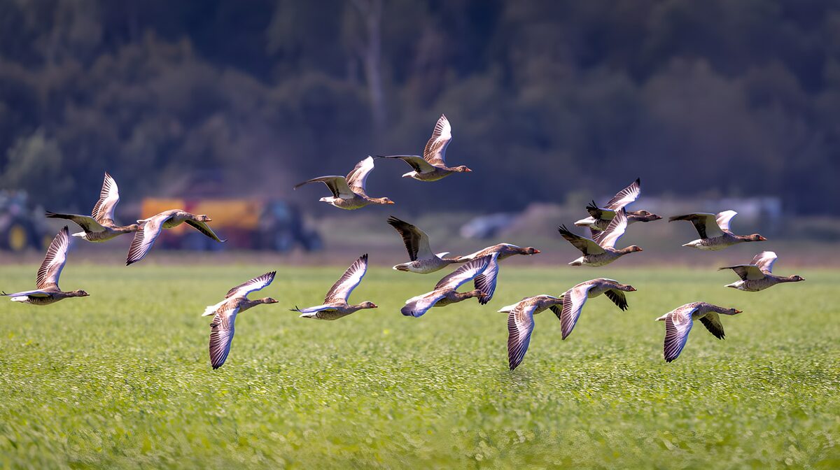 Flock of Birds in Mid-Flight