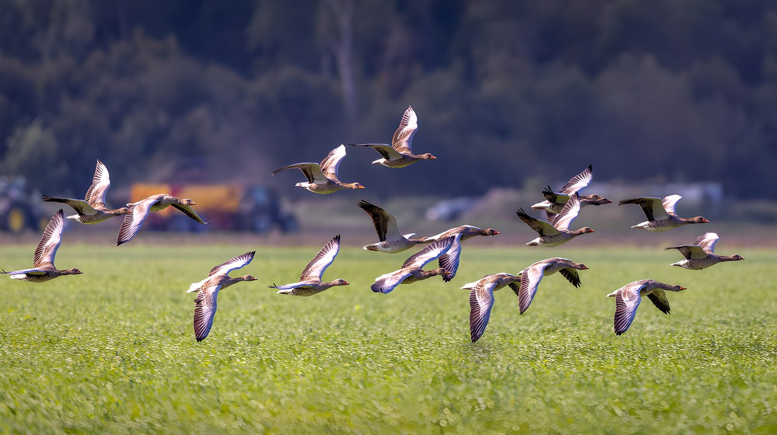 OCCOM9168346: Flock of Birds in Mid-Flight