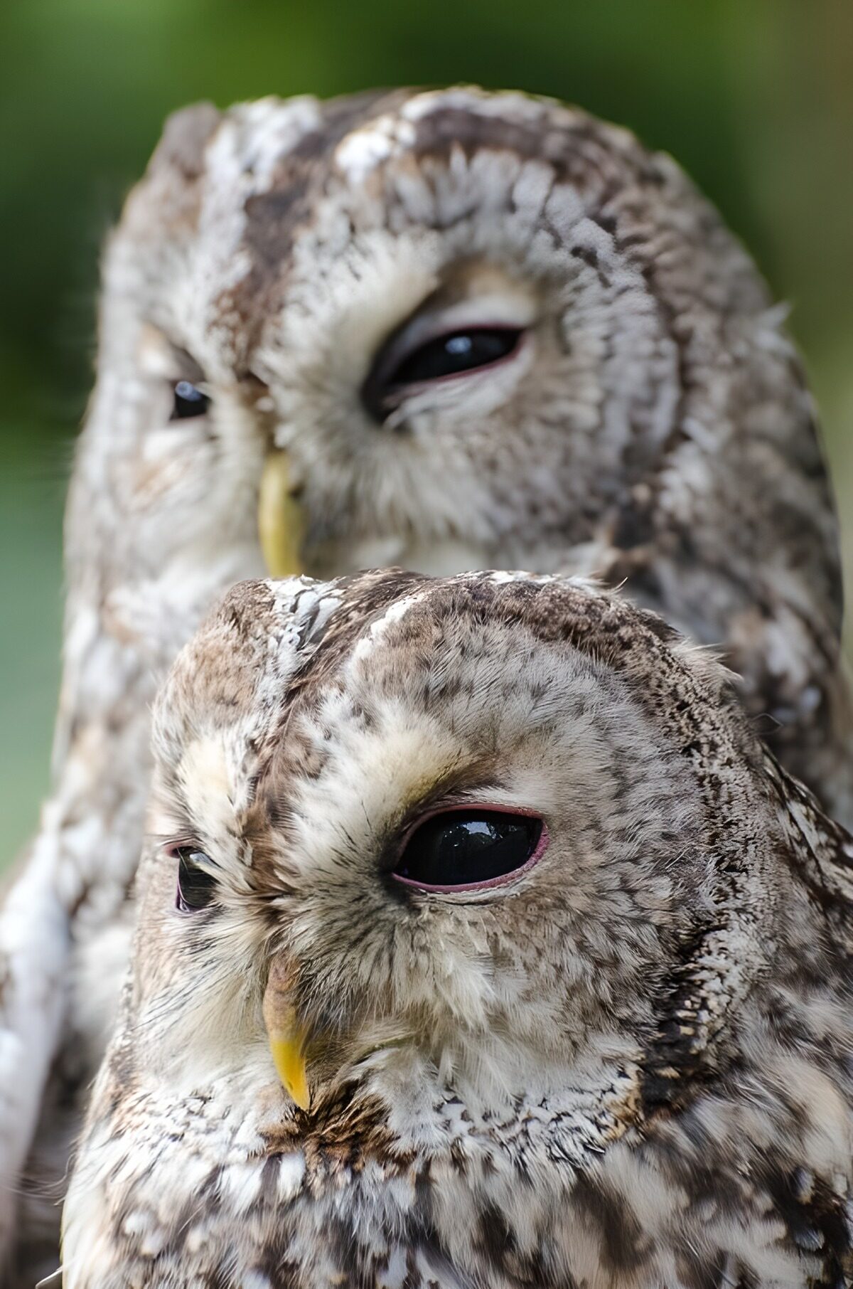 Majestic Owls in Harmony