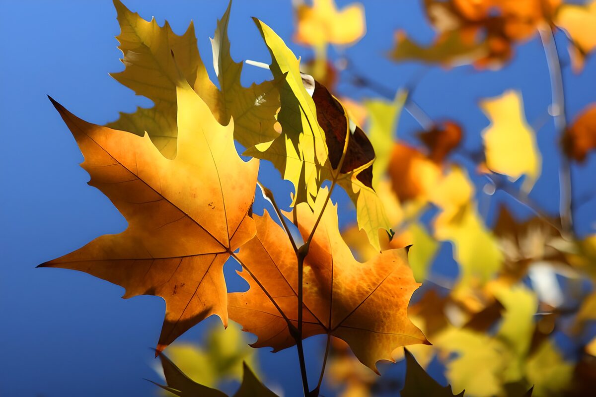 Vibrant Autumn Leaves Against the Sky