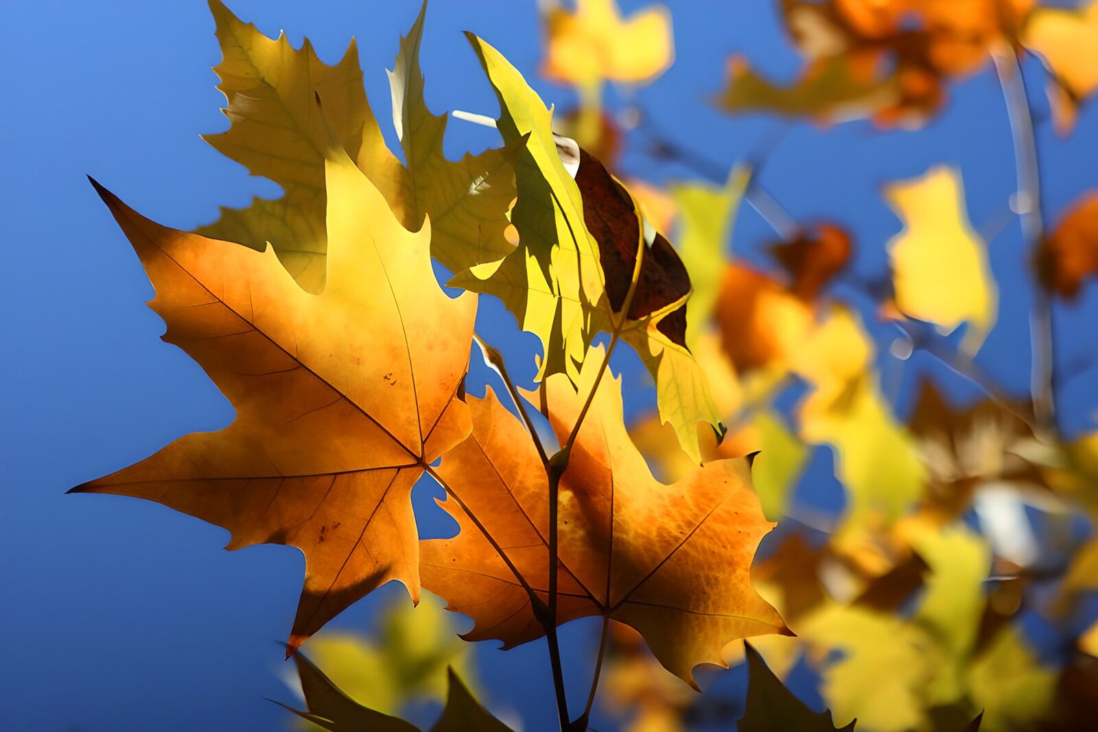 OCCOM5809717: Vibrant Autumn Leaves Against the Sky