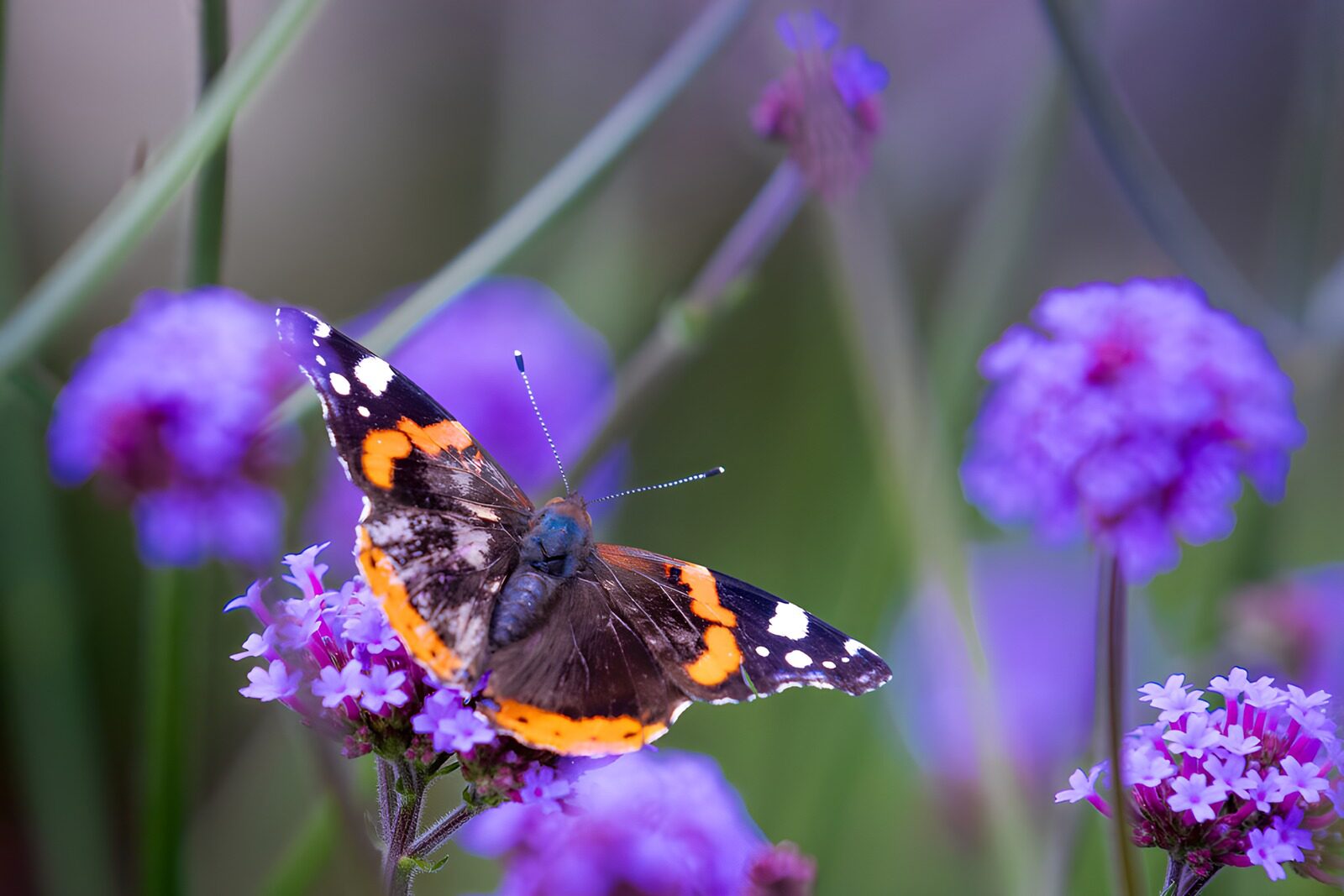 OCCOM8785166: Red Admiral Butterfly on Purple Verbena
