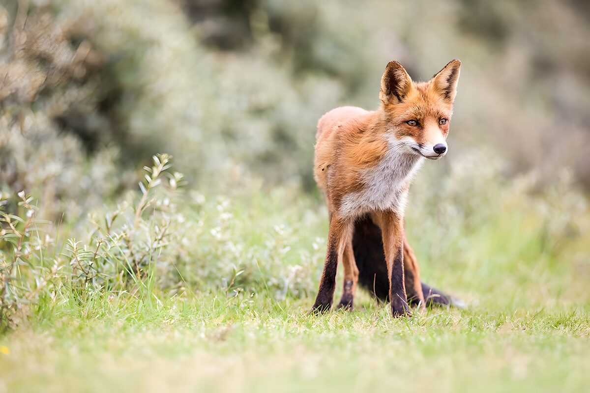 OCCOM7486108: Graceful Red Fox in Nature