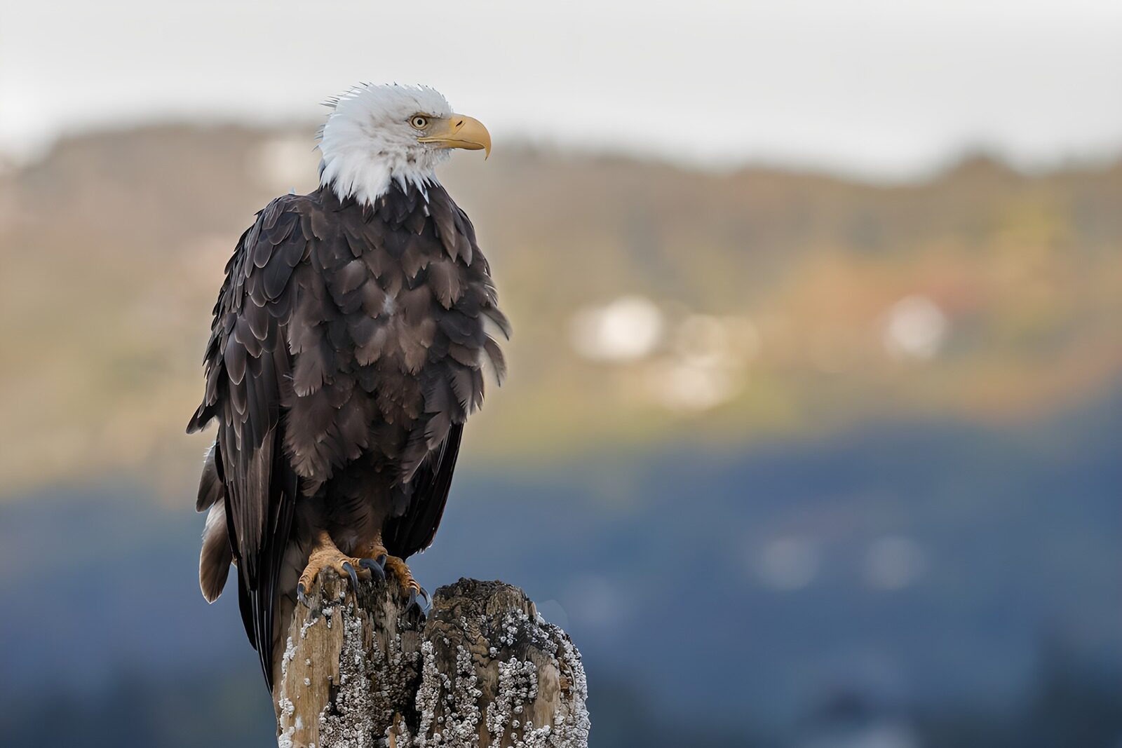 OCCOM2937171: majestic bald eagle perched on a stump