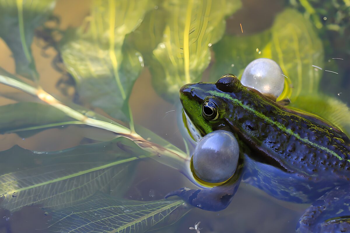OCCOM9702721: "Frog Calling in a Serene Wetland"