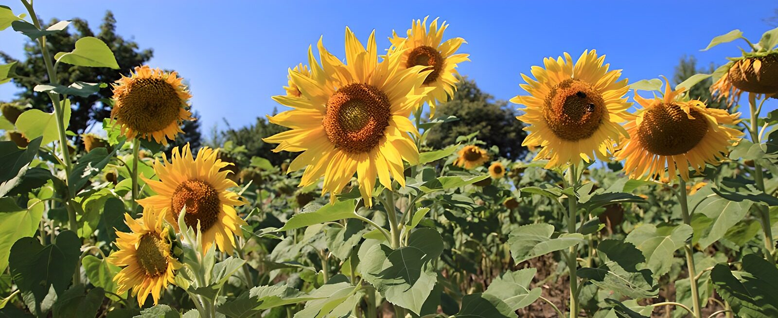 OCCOM9809768: Vibrant Sunflower Field Under Clear Blue Sky