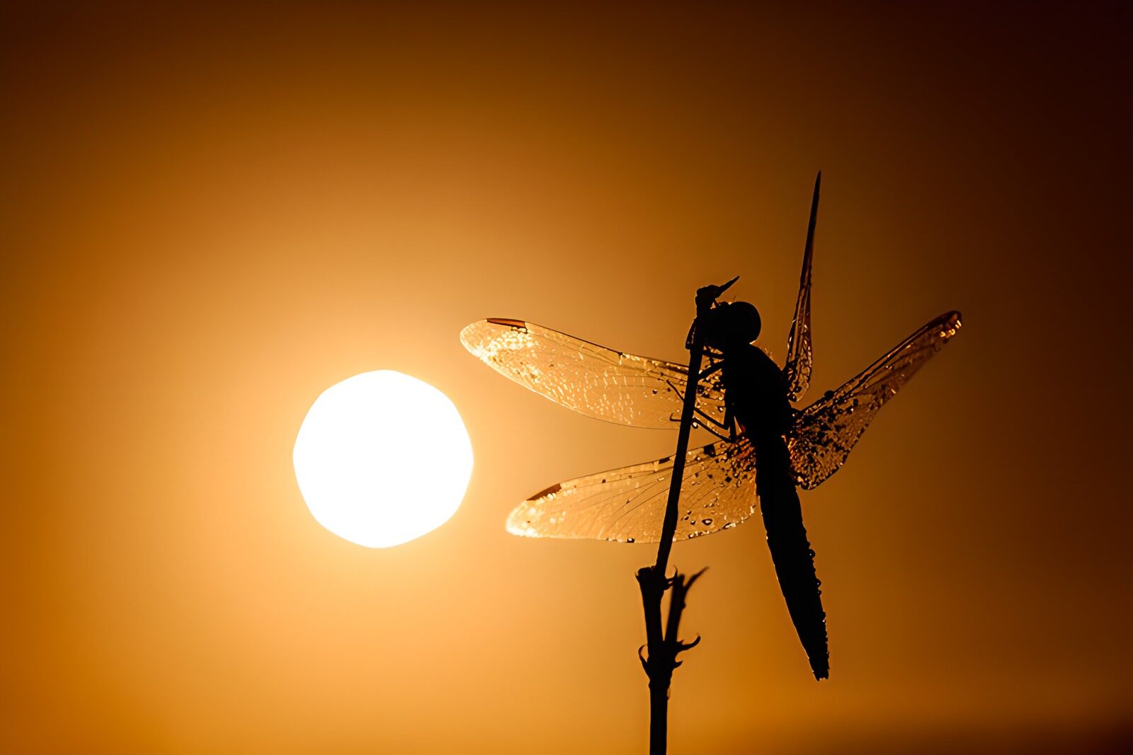 OCCOM2914261: Dragonfly Silhouette at Sunset