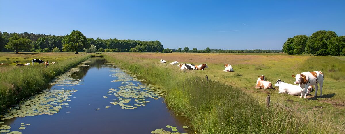 Serene Countryside with Cows and Stream