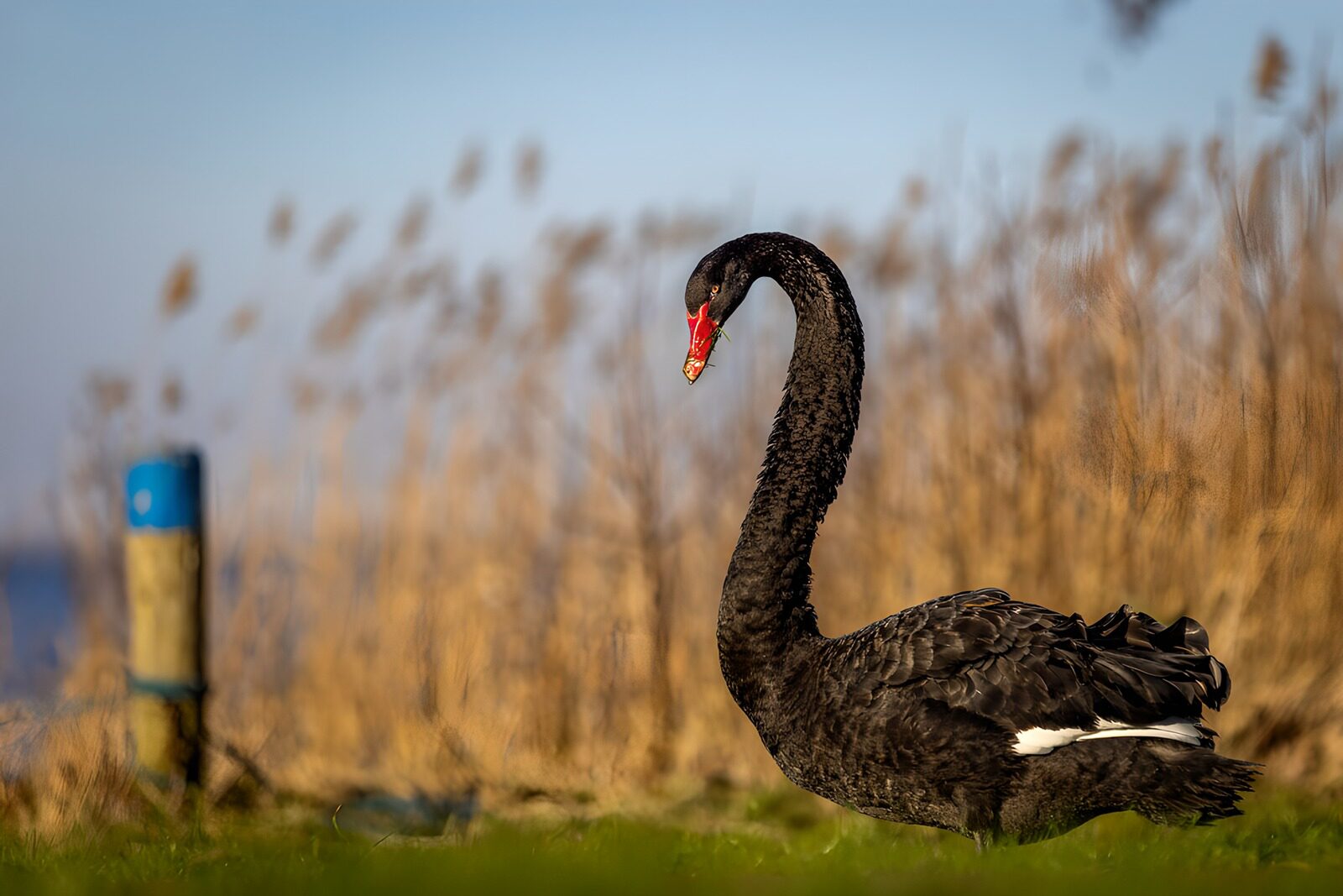 OCCOM9470420: Majestic Black Swan in Natural Habitat