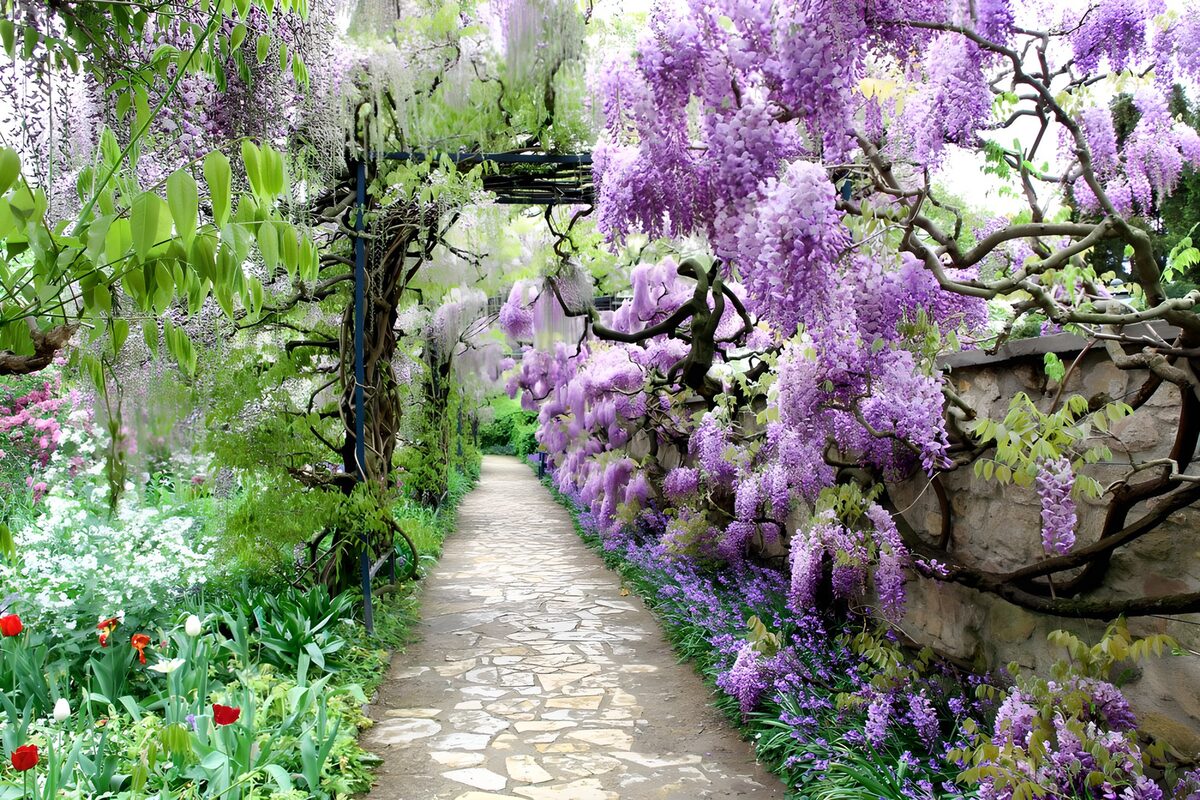 OCCOM3422466: Enchanted Wisteria Pathway