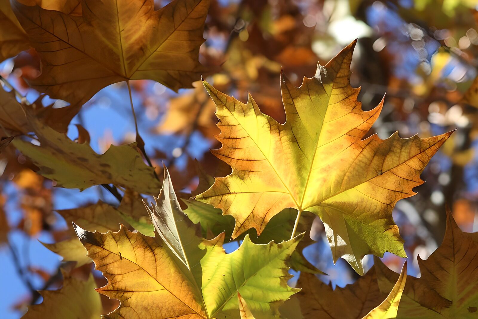 OCCOM2386434: Autumn Leaves Against a Blue Sky