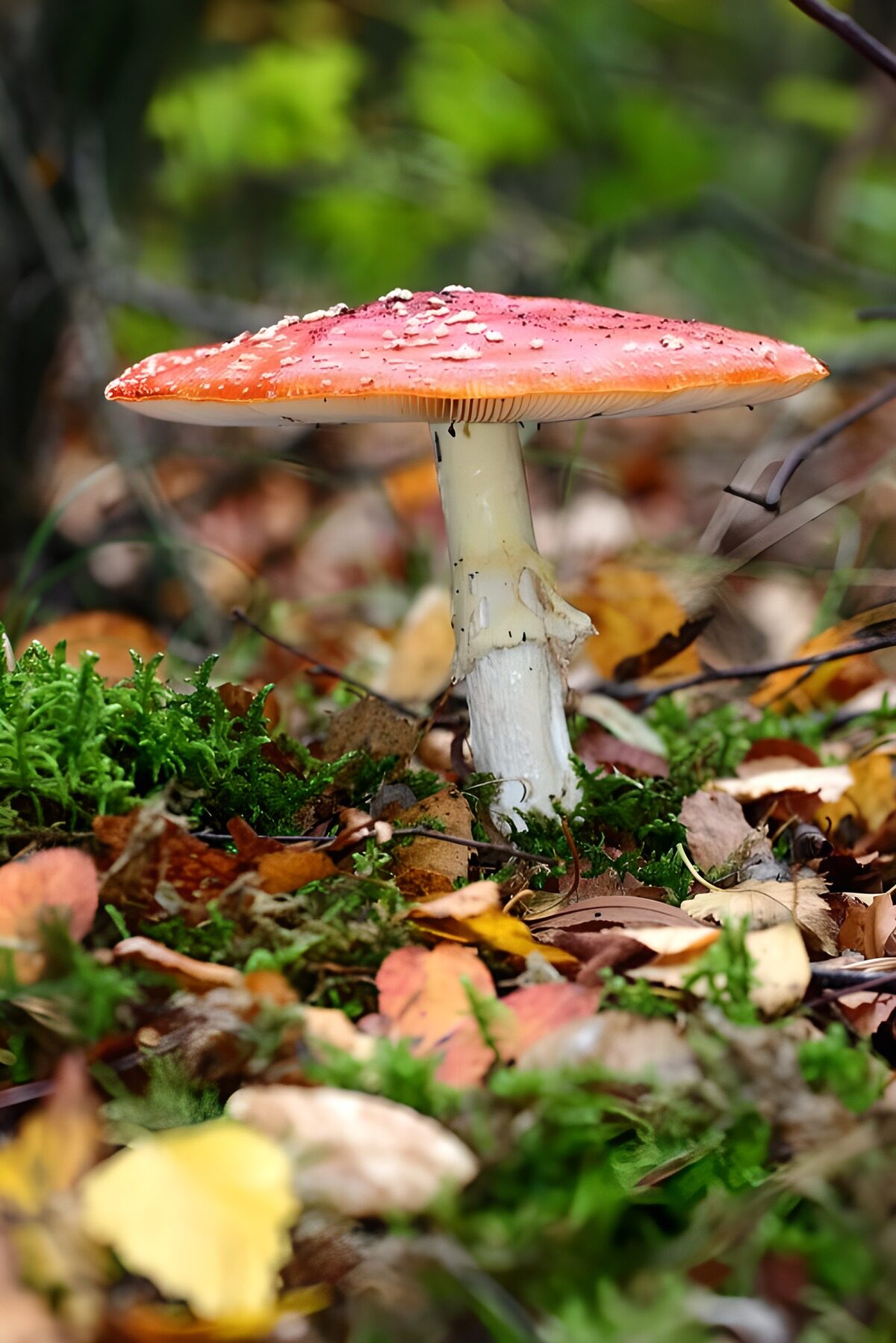 Vibrant Red Mushroom in Autumn Forest