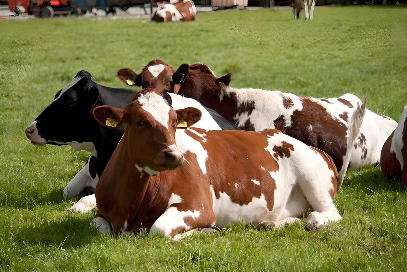 OCCOM6257624: Relaxed Cows in a Green Field