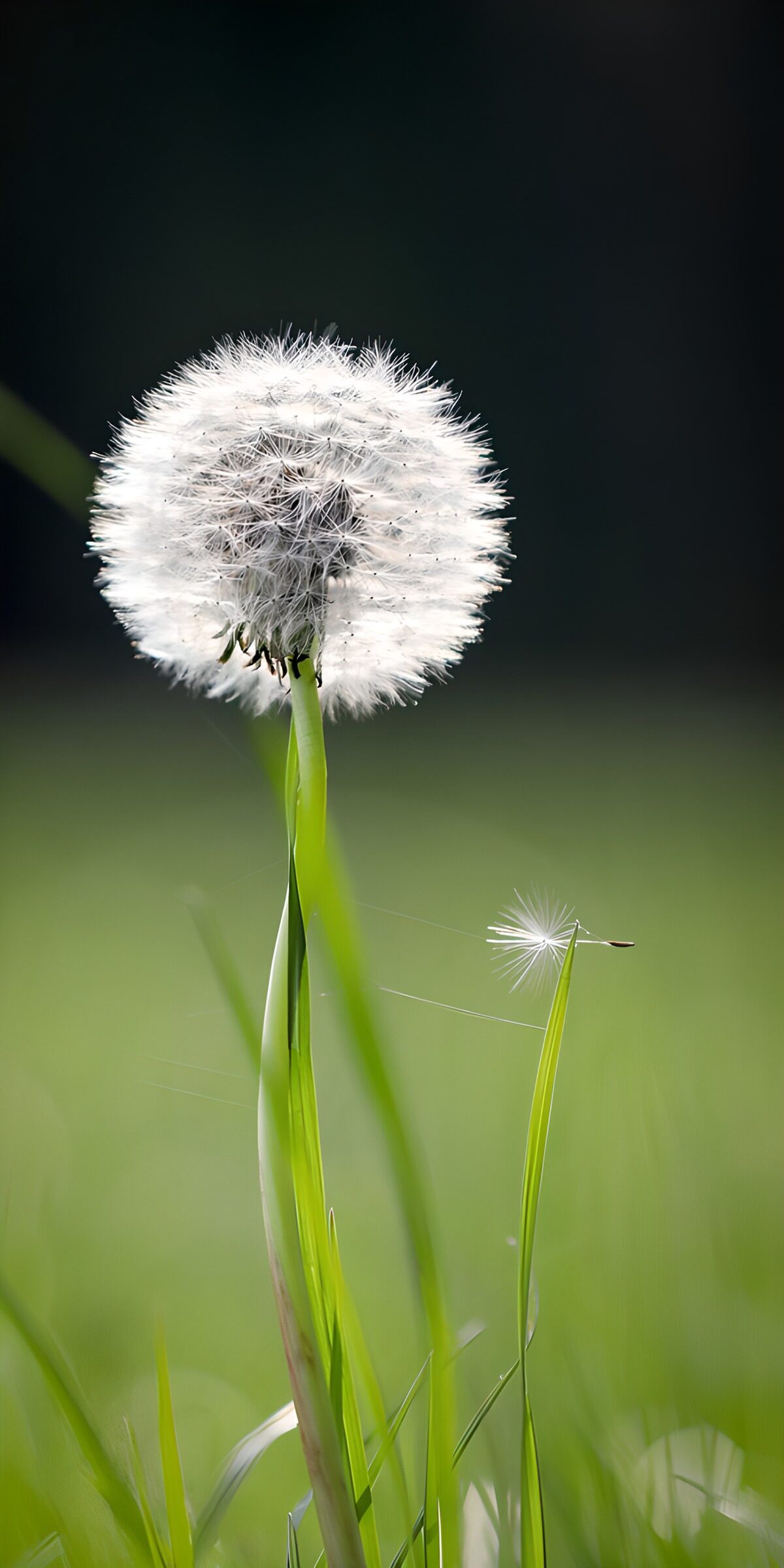 OCCOM1587340: Dandelion Seed Dreams