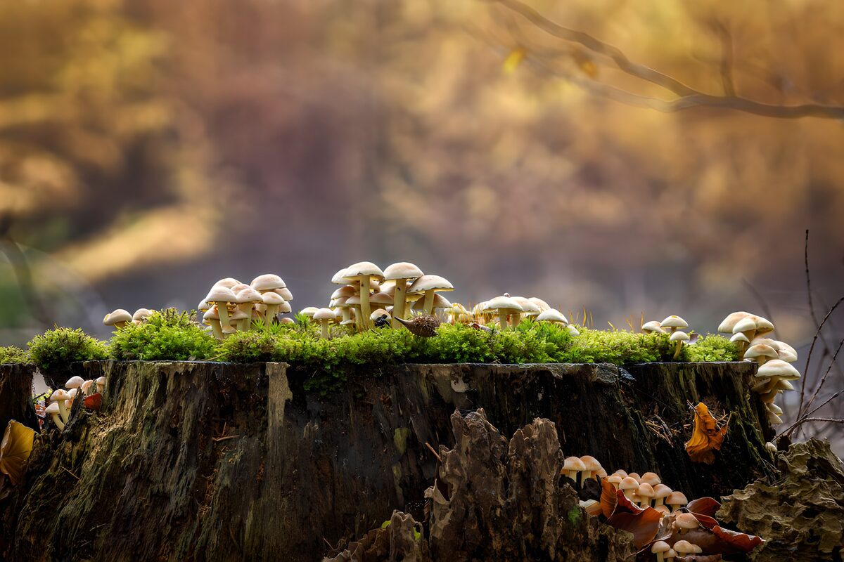 Enchanted Mushroom Haven