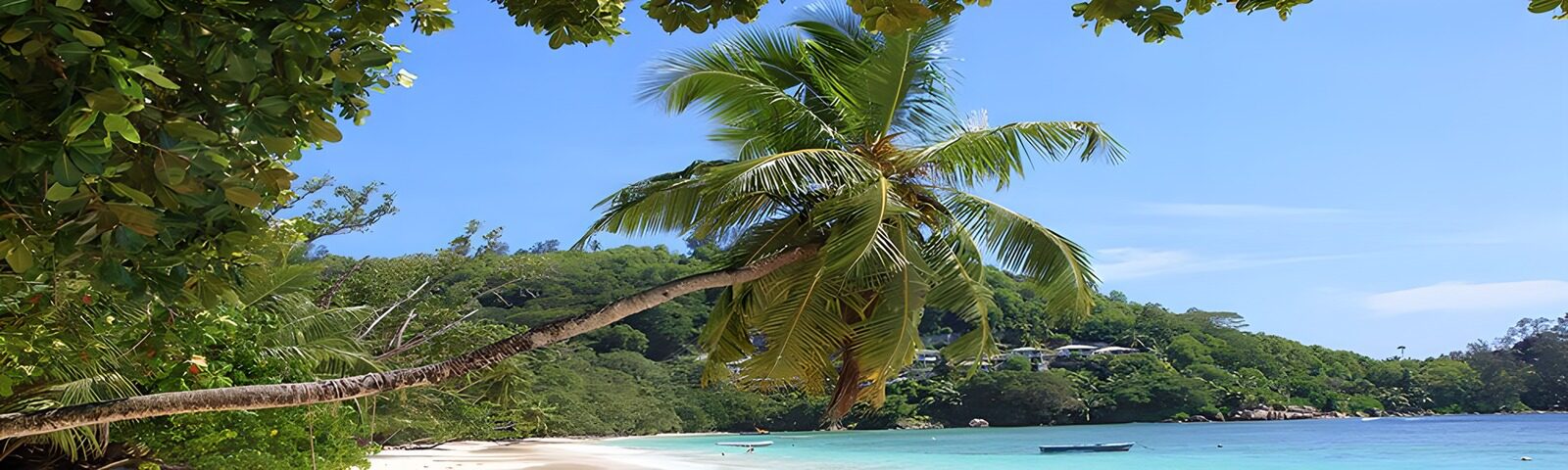 OCCOM4462028: Serene Tropical Paradise