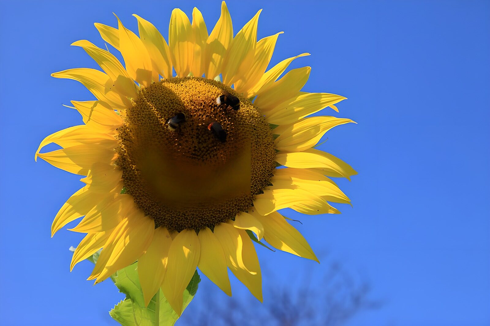 OCCOM1761254: Sunflower with Busy Bees