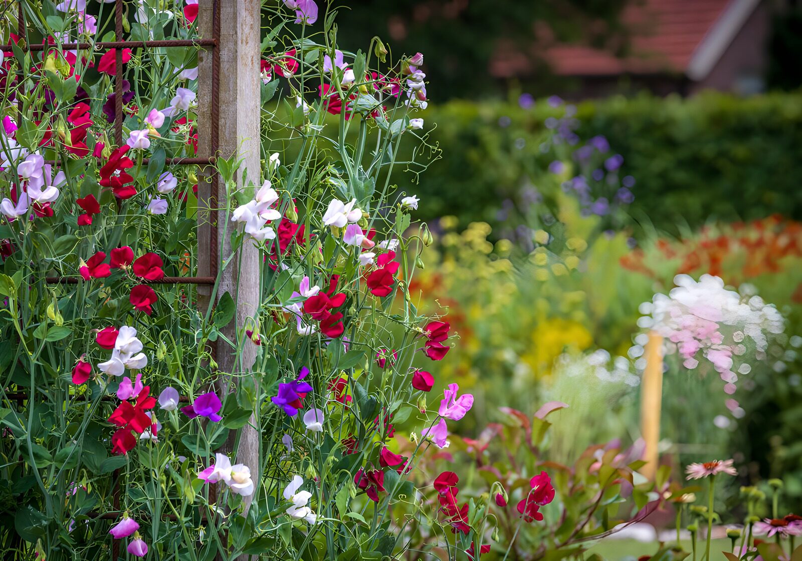 OCCOM6644642: Climbing Sweet Peas on Garden Trellis