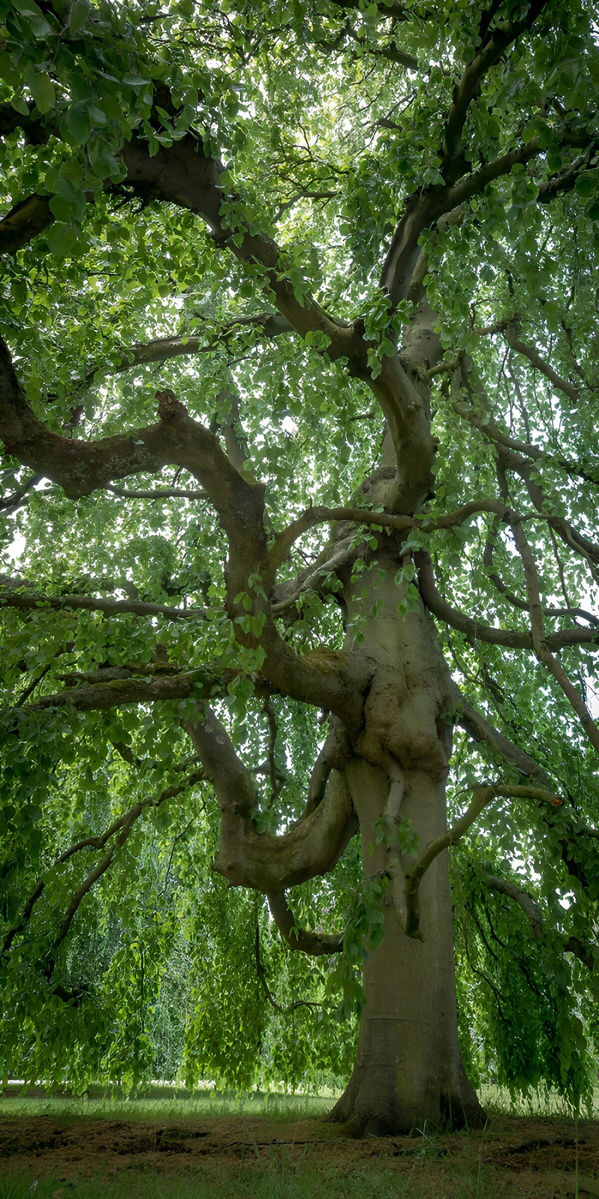 OCCOM2669025: Majestic Green Canopy