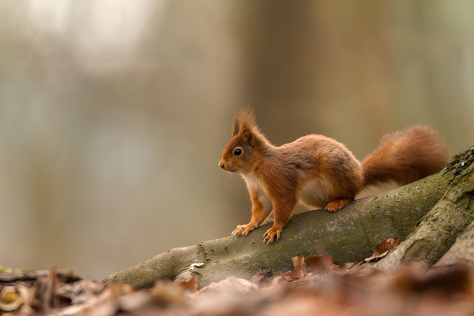 OCCOM3810815: Curious Squirrel in Nature