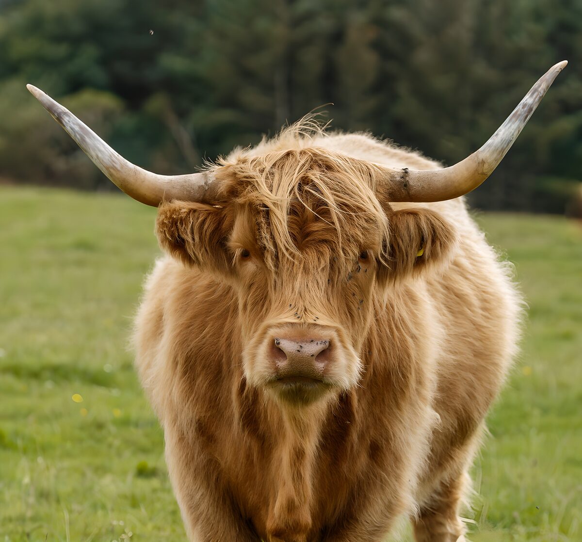 Majestic Highland Cow in the Meadow