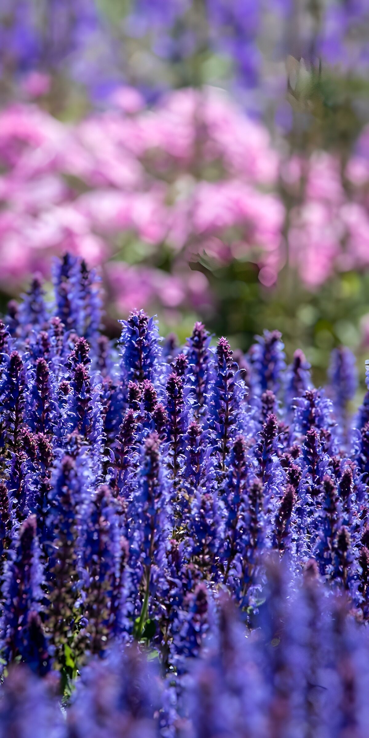 OCCOM1400054: Vibrant Blue Flower Field